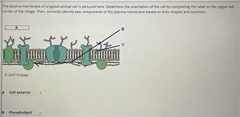 Solved Need help confirming labels for this diagram. second | Chegg.com