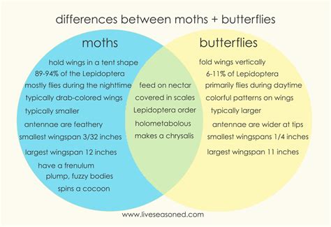 Moths and Butterflies