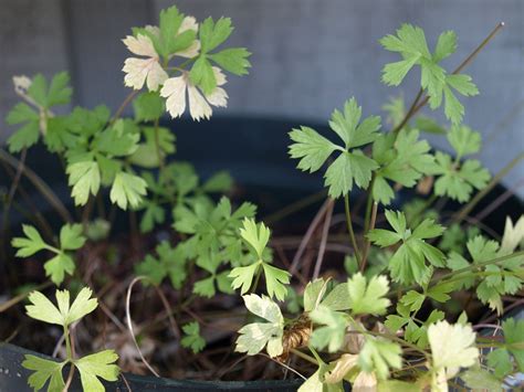 Scarborough Fair Growing Parsley Sage Rosemary And Thyme Home Fixated