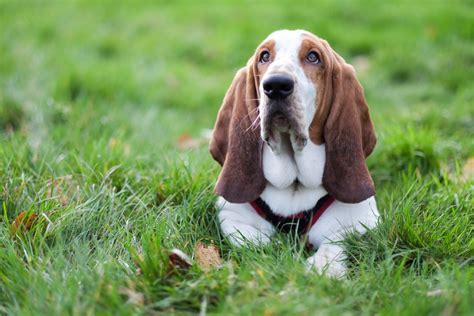 Types Of Basset Hounds Cuteness