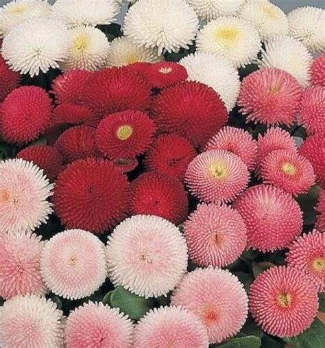 English Daisy Double Flower Mix Seeds Bellis Perennis B74 Etsy