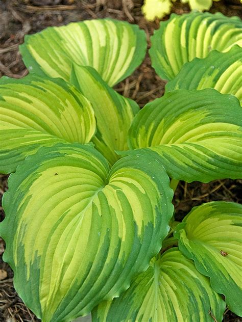 Хоста (Hosta) «War Paint» - «Feel Green»