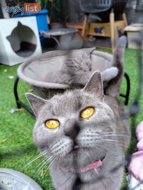 9 British Shorthair Cats & Kittens in Australia