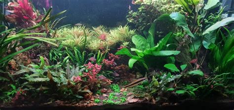 Chihiros Wrgb 2 120cm Settings The Planted Tank Forum