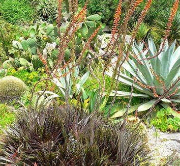 Dyckia Naked Lady Plant Lust