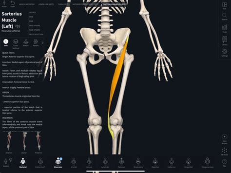 Anterior Medial Hip Thigh Structures Flashcards Quizlet