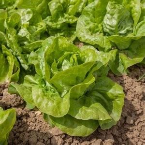 Laitue Grosse Blonde Paresseuse Graines