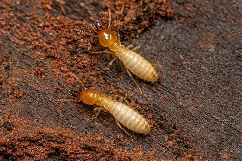 Termite Treatment What You Need To Know