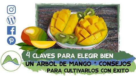 Cómo elegir plantar y cuidar un árbol de mango correctamente 4