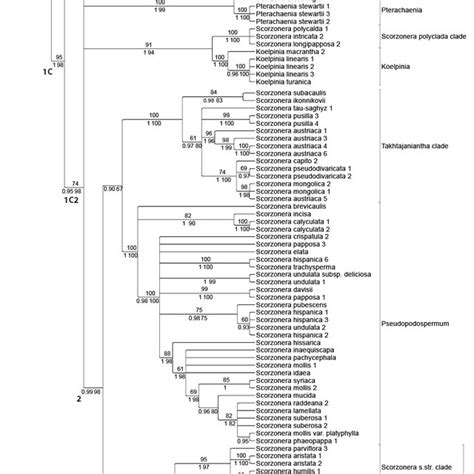 Majority Consensus Cladogram Of The Scorzonera Sl From The Bayesian