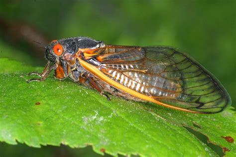 Cicadas To Reemerge In Us For First Time In 17 Years