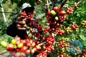 Lampung Wilayah Penghasil Kopi Terbesar Di Indonesia Chatnews Indonesia