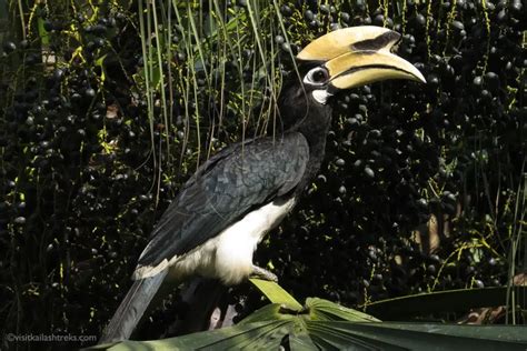 Birdwatching Holidays Visit Kailash Treks