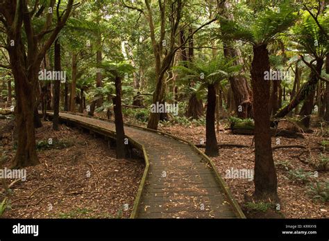 hiking trail in the rainforest Stock Photo - Alamy