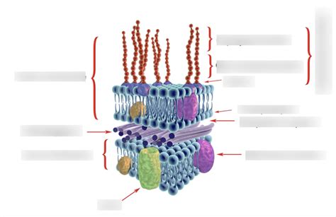 gram negative bacteria structure Diagram | Quizlet