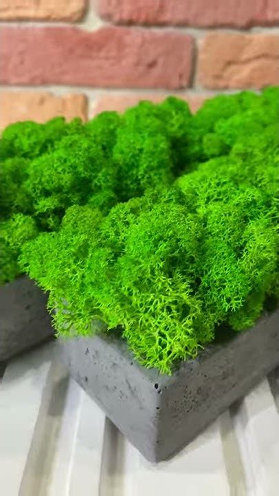 Мох ягель в бетонном кашпо - YouTube