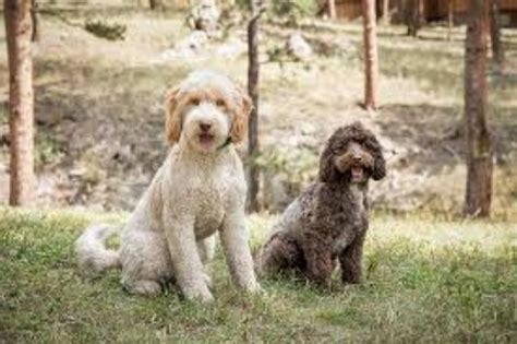labradoodle dog breed information images characteristics health