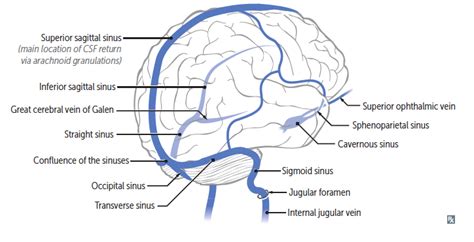 Dural Venous Sinuses Ventricles Diagram Quizlet