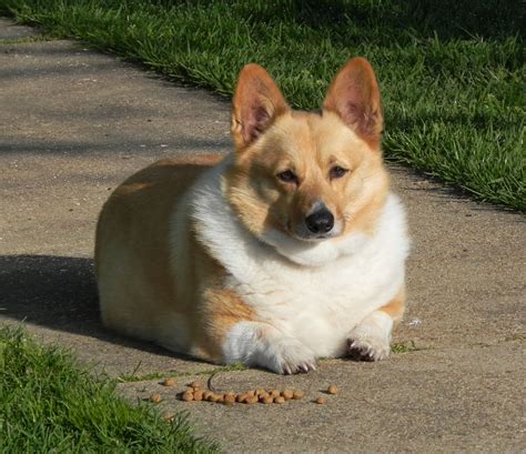69 Corgi ideas | corgi, welsh corgi, corgi dog