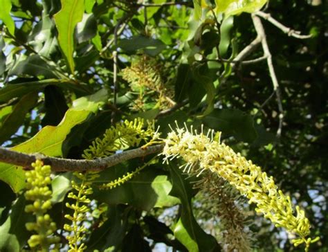 Queensland Macadamia Macadamia Ternifolia · Inaturalist