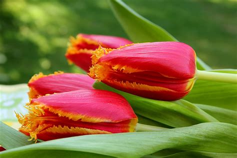 Tulpe Blume Tulipa Rot Kostenloses Foto Auf Pixabay Pixabay