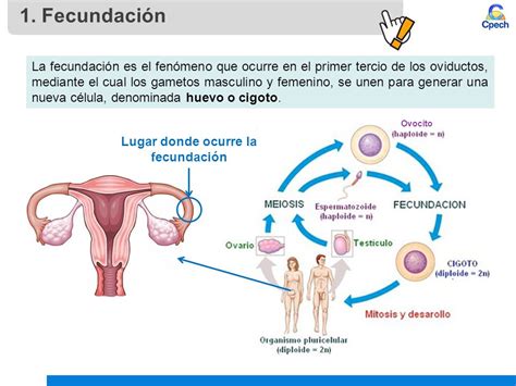 Que Es La Fecundacion Donde Se Produce Dinami