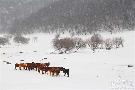 一场春雪让关山变身“大秦帝国”，甘陕两省百名摄影人同时举起了相机！ 天水在线