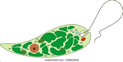 Structure Euglena Viridis Stock Vector Royalty Free 1358624645 Shutterstock