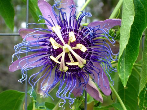 Is Passion Flower Poisonous To Chickens at David Trumper blog