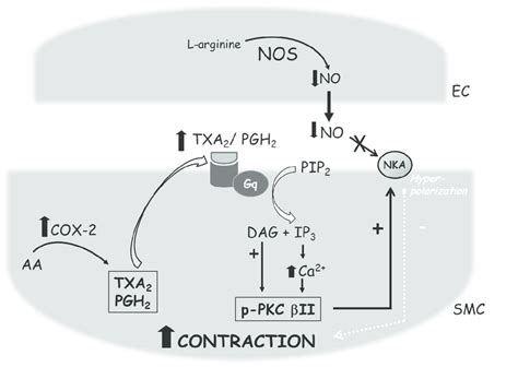 Schematic presentation of the proposed signal transduction pathway ...