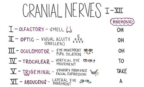 Cranial Nerves Nursing Study Sheets Etsy Ireland