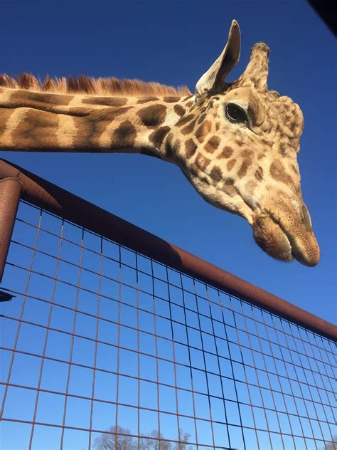 Recent Arrests and Mugshots for Rowan County, North Carolina 16