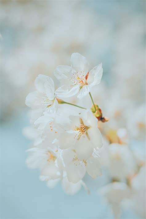 White Sakura Wallpapers Wallpaper Cave