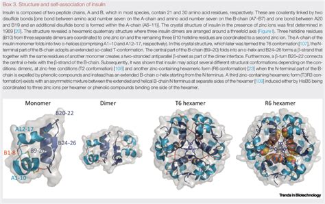 Tertiary And Quaternary Structures Of Human Insulin In Ribbon Diagram