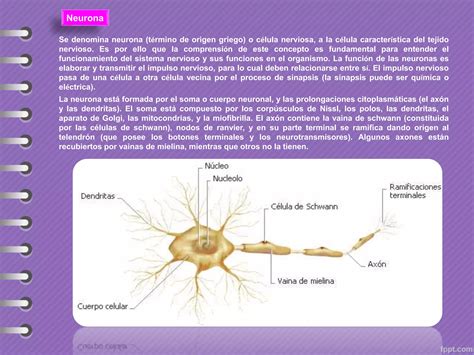 Neurona Y Neurotransmisores Ppt