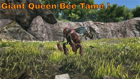 How To Tame A Giant Queen Bee Ark Survival Evolved Youtube