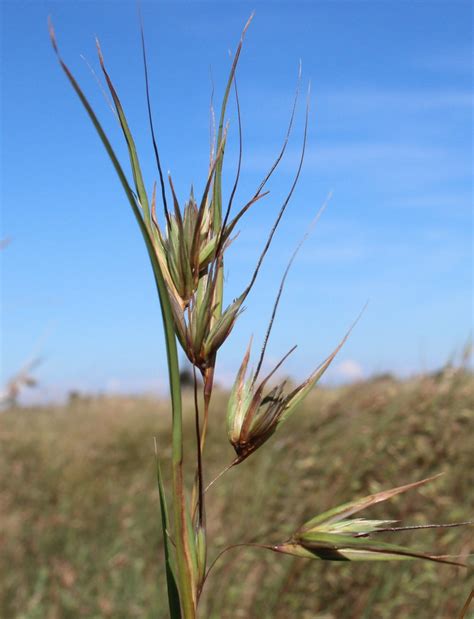 kangaroo grass themeda triandra  bababi djinanang nati flickr