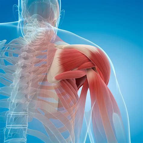 Muscle Astronaut Atrophy