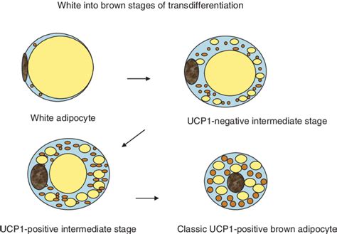 Adipose Tissue Function Obesity Adipocyte Png X Px Adipose Hot Sex