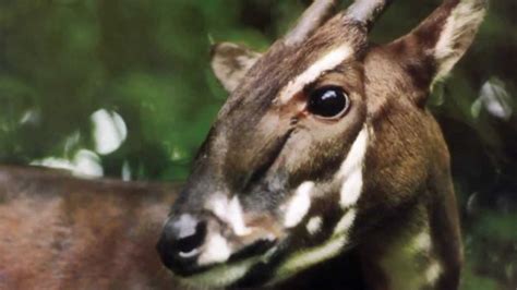 saola - Africa Geographic