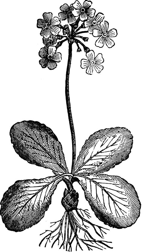 Auricula | ClipArt ETC
