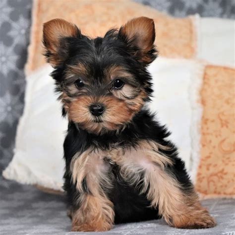 Buy Yorkshire Terrier Puppies for Sale in Delhi Ncr - Dav Pet Lovers