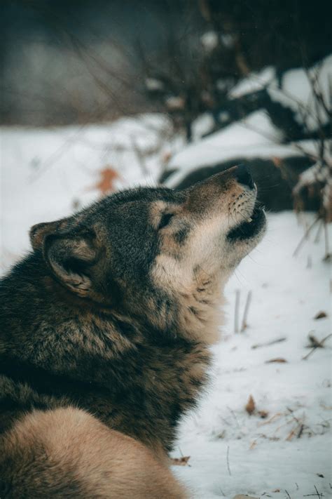 Gray Wolf Photos, Download The BEST Free Gray Wolf Stock Photos & HD Images