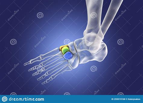 Cuneiform Bones, 3D Model Stock Photography | CartoonDealer.com #96860828