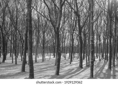 Naked Beech Trees Winter Throwing Shades Stock Photo Shutterstock