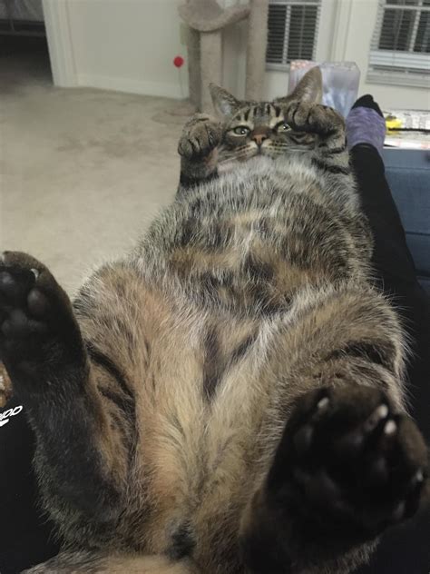 1799 Best Lazy Cat Images On Pholder Cats Lazy Cats And Aww