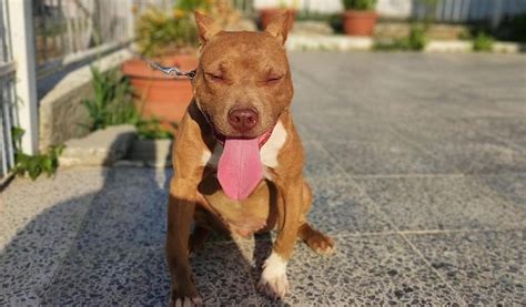 7 Things About Red Nose Pit Bull Dog Your Wants To Know