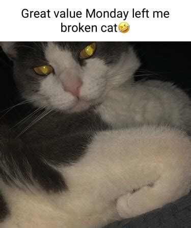 Great Value Monday Left Me Broken Cat Ifunny