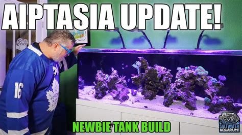 Aiptasia Removal Update Newbie Tank Build Youtube