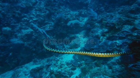 Faint Banded Sea Snake Or Belcher`s Sea Snake Hydrophis Belcheri